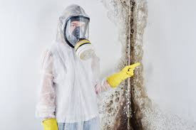 Mold Documentation for Insurance Claims in Hamlet, IN